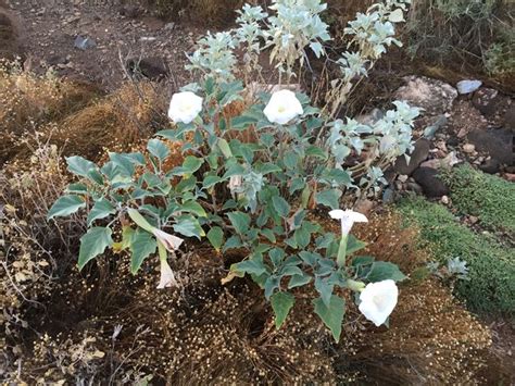 Sacred Datura: Photos of a Beautiful (But Poisonous) Plant | Live Science