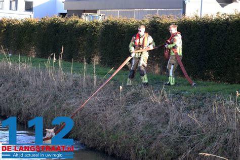 Brandweer Redt Vier Schapen Uit De Sloot Aan De Gansoyensesteeg