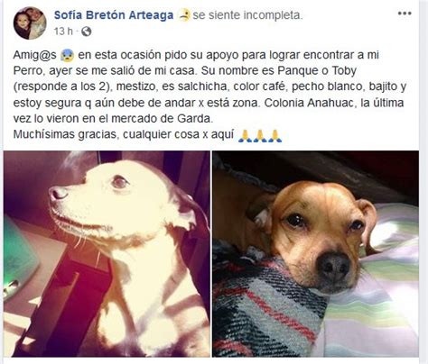 Popotla CDMX on Twitter Perrito perdido en col Anáhuac del