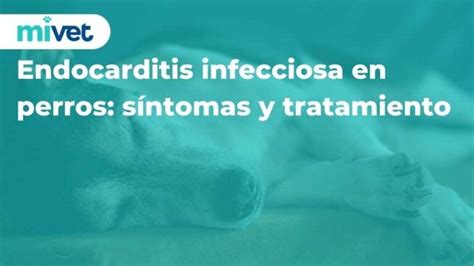 Cistitis en perros causas síntomas y tratamiento efectivo