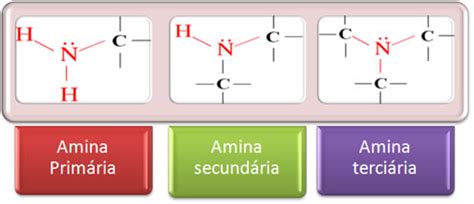 Amina Primária Secundária E Terciária