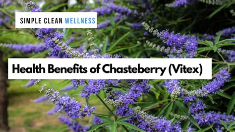 Health Benefits Of Chasteberry Vitex Youtube