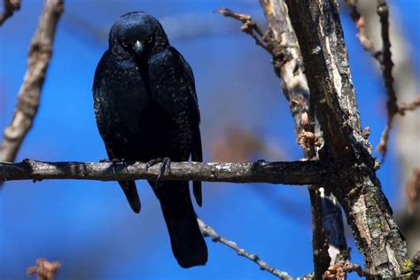 Types Of Blackbirds With Blue Heads Birdchronicle