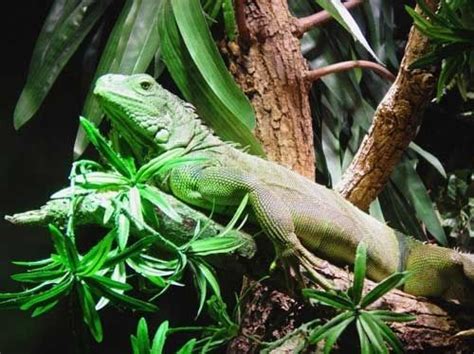 Green Iguana Facts and pictures