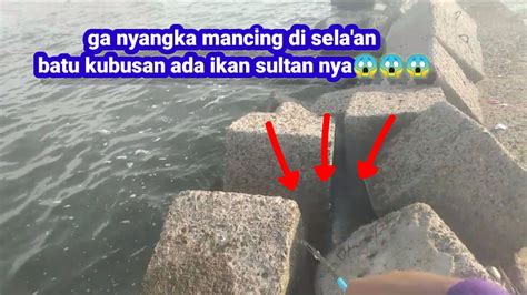 Mancing Di Laut Mancing Di Pelabuan Cirebon Jongor Merah Kaget Ditarik Ikan Sultan Mancing