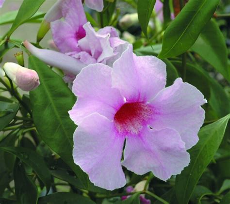 Pandorea Jasminoides Flirty Bellz Gardening With Angus