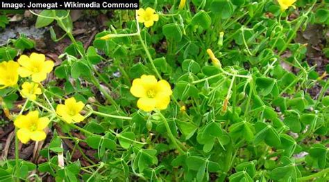 Yellow Flowering Lawn Weeds Identification And Control With Pictures