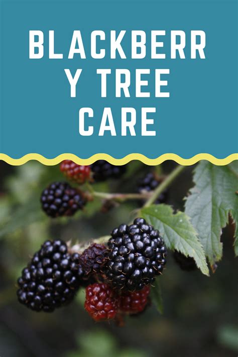 Blackberry Tree Care: From Planting to Harvesting