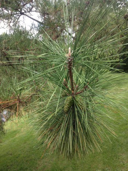 Pinus Thunbergii Pinaceae Image At Phytoimages Siu Edu