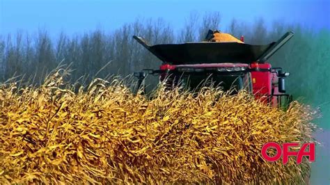 OFA Farm Facts Harvesting Corn In Ontario YouTube