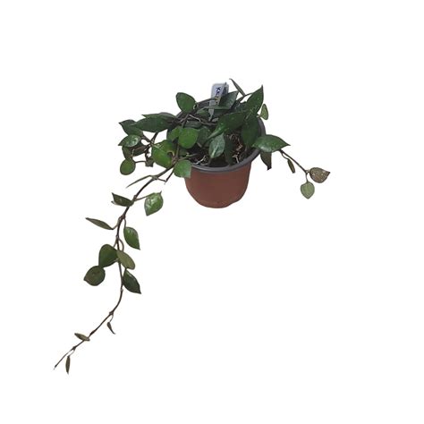 Hoya Krohniana Black - Wax Plant - Rare Plants | Plantly