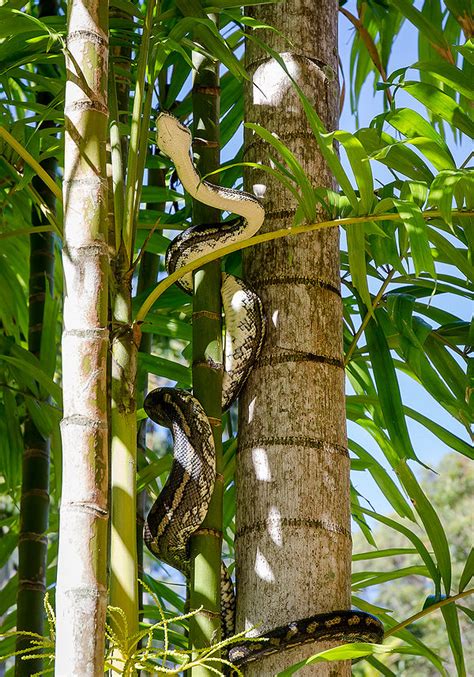 Carpentaria Acuminata Palmpedia Palm Growers Guide