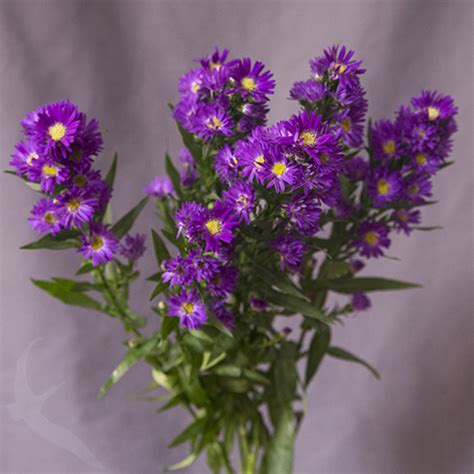 Aster Carnival Purple Fresh O Fair