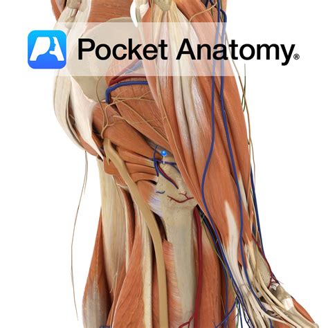 Inferior gluteal vein - Pocket Anatomy