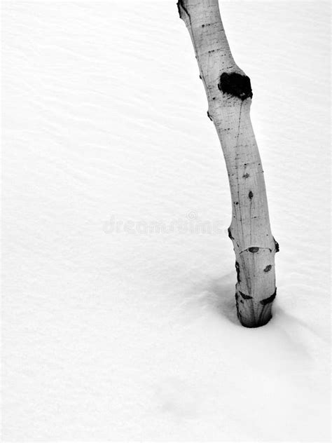 Aspen Tree in the Snow stock photo. Image of bitter, sunlight - 28438940