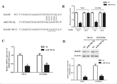 Mir B P Targets Rab D In Rcc Cells A Predicted Binding Sites