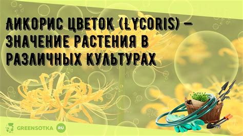 Ликорис цветок (Lycoris) — значение растения в различных культурах ...