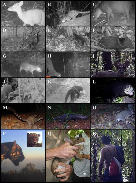 Photographs Of Key Species Detections Including A Data Deficient