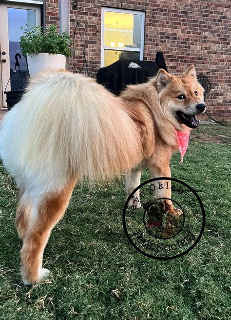 Meet Gumball!! 🐾🐾 - Save Oklahoma Pets Society | Facebook