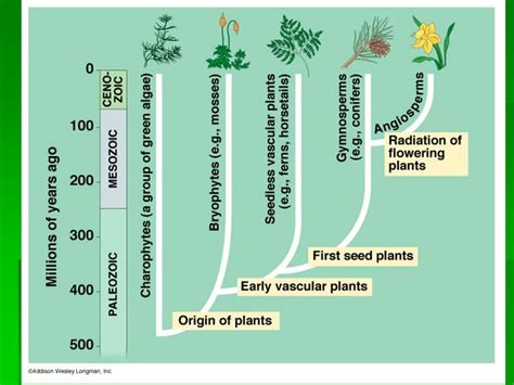 Vascular System In Plants | Biology plants, Plants, Vascular plant