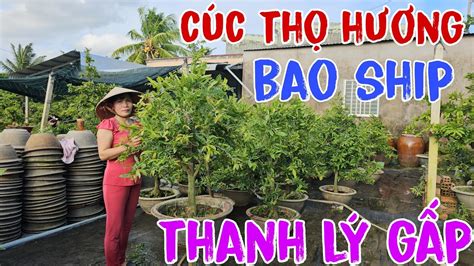 ☄️29072023🍁xả Hàng Mai Vàng Giá Rẻ📩0348322142thủy🌴10 Cây Cúc Thọ