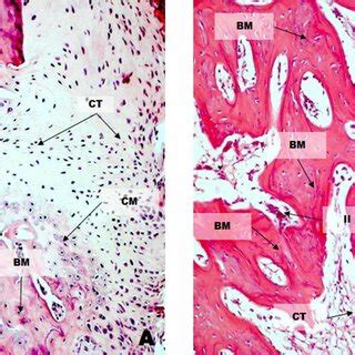 Histological Images Of The UBM Group At 4 Weeks A 10X B 40X