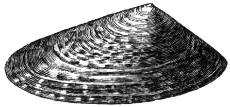 Limpet, Shell | ClipArt ETC