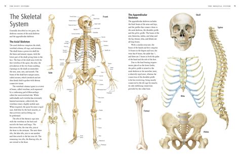 Human Body Atlas Quarto At A Glance The Quarto Group