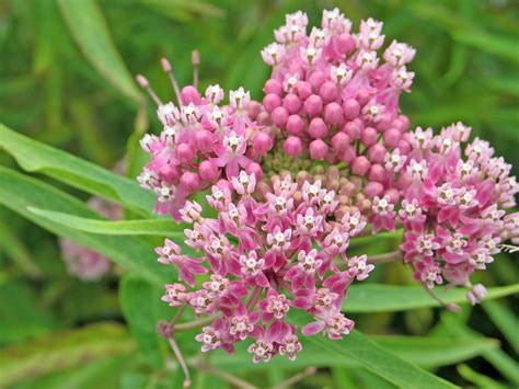 Swamp Plants And Flowers Plants – Wetland Wildflowers