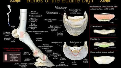 Jd Wheat Veterinary Orthopedic Laboratory Equine Anatomy Forelimb And