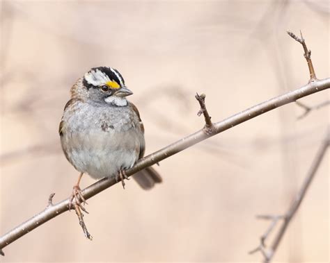 Bruant à gorge blanche White Throated Sparrow Karim Bouzidi Idrissi