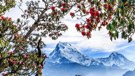 Discover The National Flower Of Nepal Rhododendron Arboreum A Z Animals