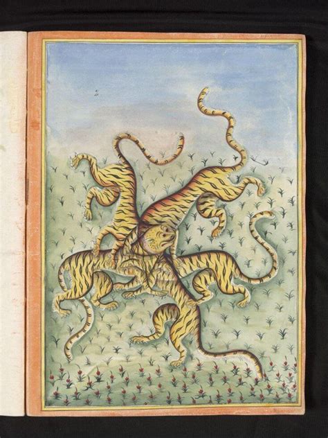 Пятитигрие | Пикабу