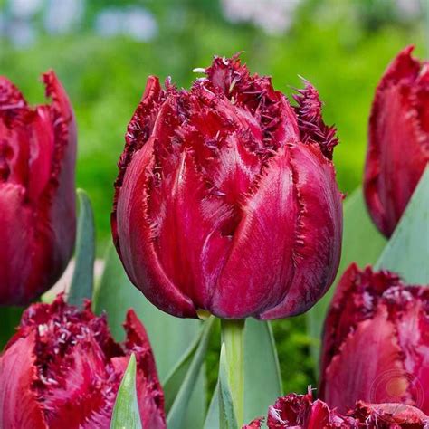 Тюльпан Крэнберри Тристл (Tulipa Cranberry Thistle) купить луковицы в ...