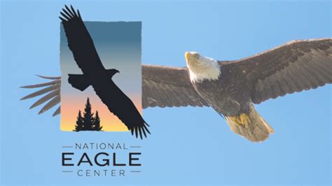 National Eagle Center announces return of ‘SOAR with the Eagles