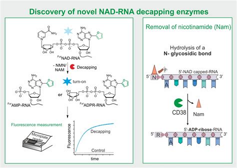 Biomolecules Free Full Text A Novel Nad Rna Decapping Pathway