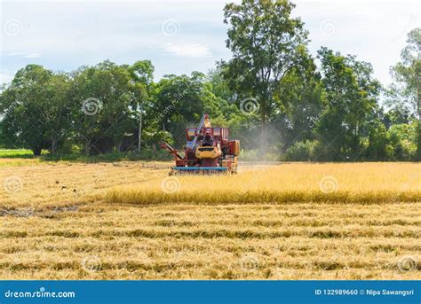 Combine Harvester in Action on Rice Field. Harvesting is the Pro ...