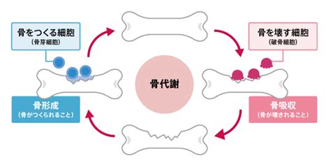 骨粗鬆症の治療薬について