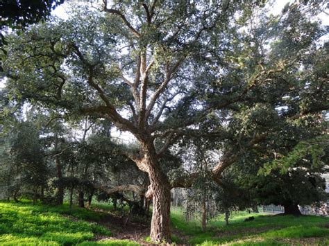 Tree Spotlight: Cork Oak - Canopy : Canopy