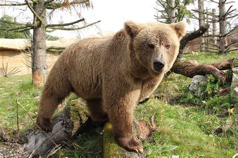 Urso Pardo Caracter Sticas Alimenta O E Habitat