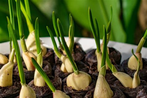 5 Penyebab Siung Bawang Putih Berukuran Kecil Dan Cara Mengatasinya