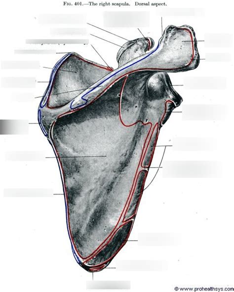 Scapula Diagram Quizlet