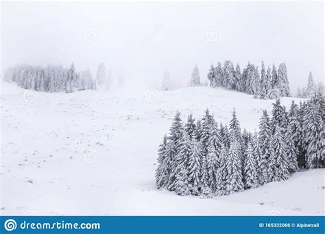 Winter Landscape With Pine Trees In Snowy Mountain Meadow Mysterious