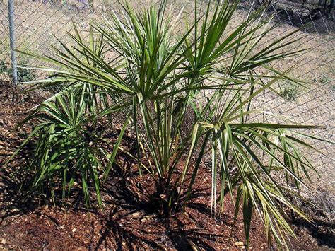 Ribbon Palm Live Plant In A 3 Gallon Growers Pot Livistona Etsy