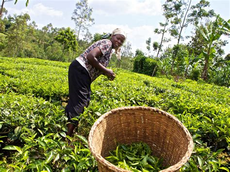 Agricultural Value Chain Financing In Kenya Assessment Of Potential