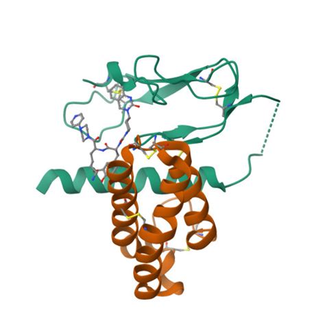 Calcitonin Receptor Like Receptor Calcitonin Receptors Iuphar Bps