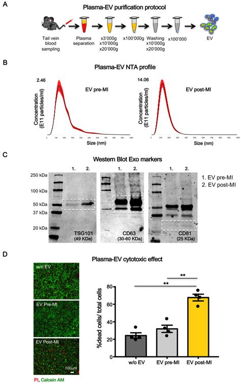 Plasma Derived Ev Characterizzation A Plasma Derived Ev Purification