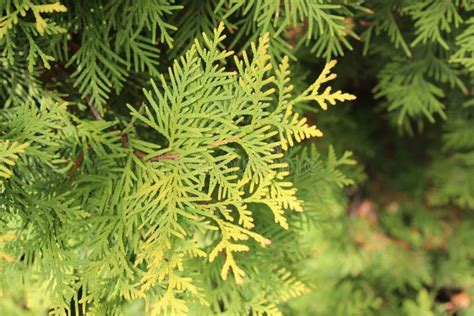 Green Arborvitae Branches Stock Photo Image Of Bush 78925378