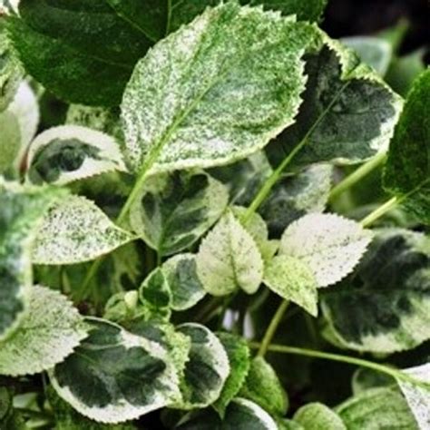 Гортензия плетистая Тейк э Шанс: купить в Москве саженцы Hydrangea ...