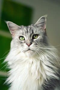 Maine Coon Cat Personality – The Ultimate Guide – FAQcats.com